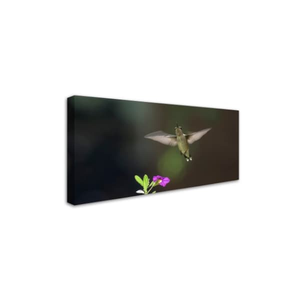 Kurt Shaffer 'The Joy Of Hummingbirds' Canvas Art,10x19